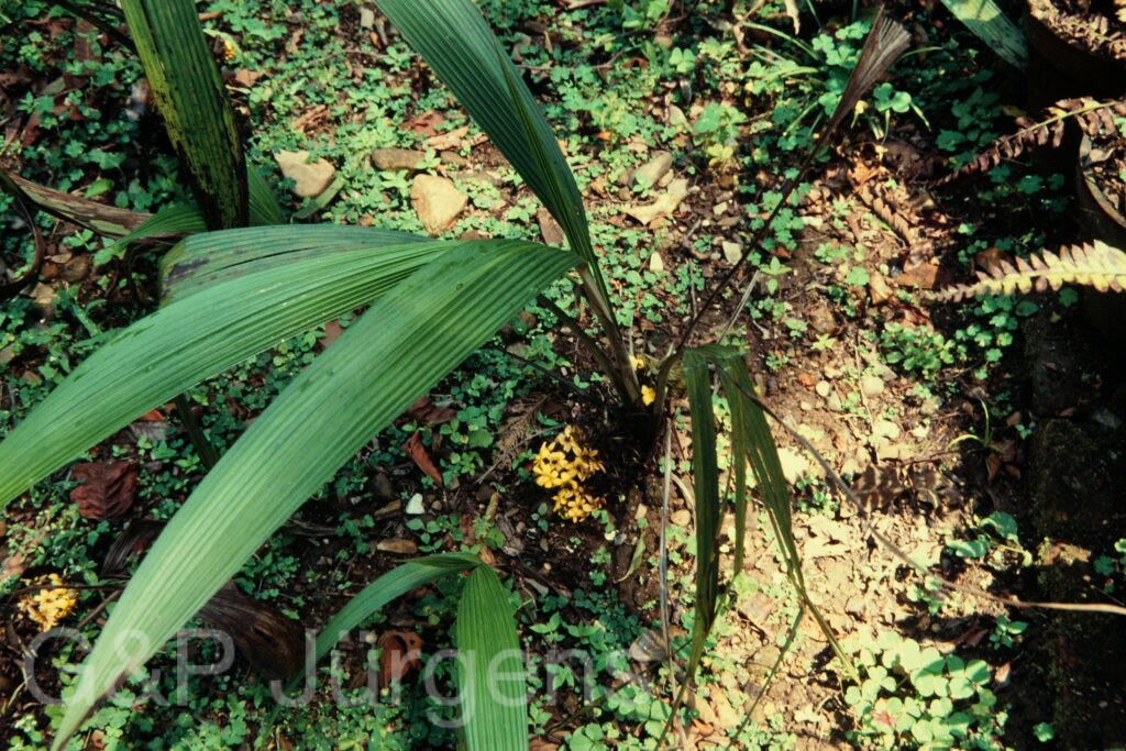 Nepal 97 612 P1183