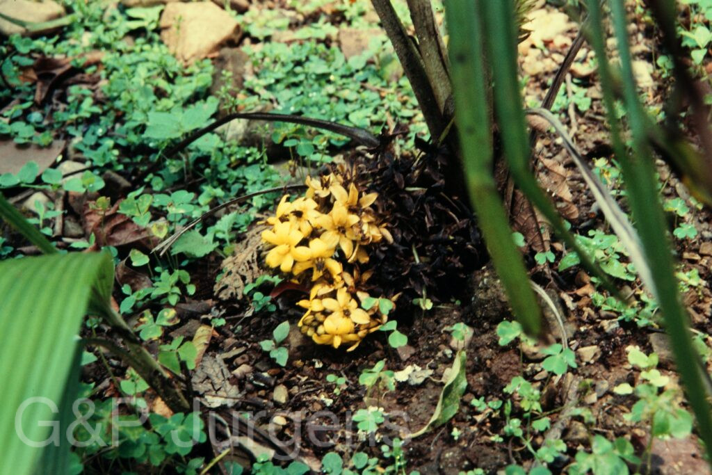 Nepal 97 613 P1184