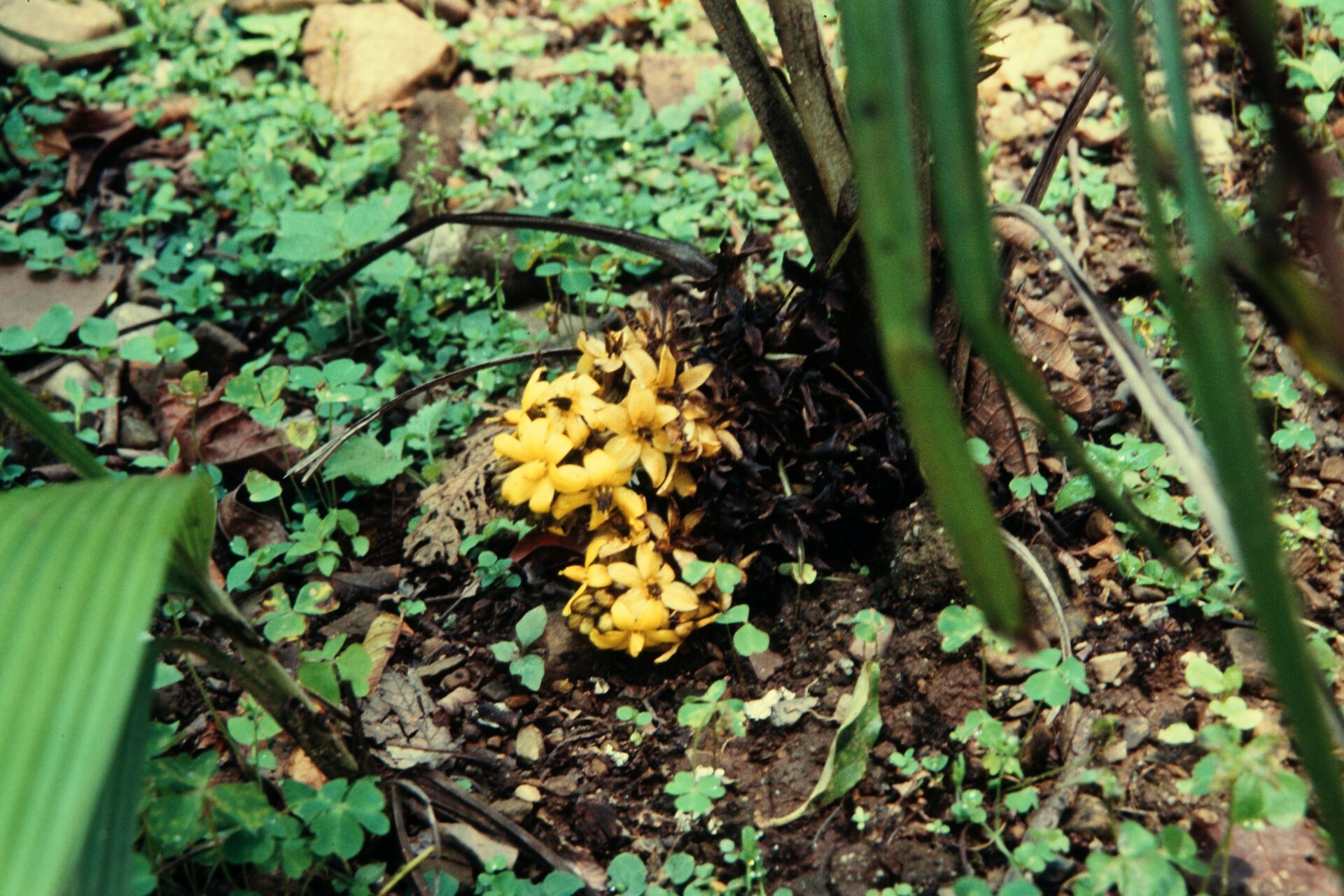 Curculigo gracilis — Hypoxidaceae
