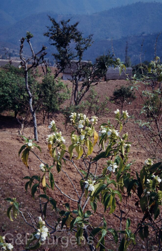Nepal1992 15 P20 ergebnis
