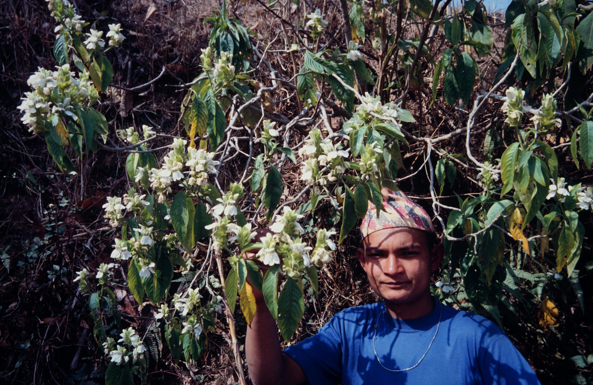 Justicia adhatoda — Acanthaceae