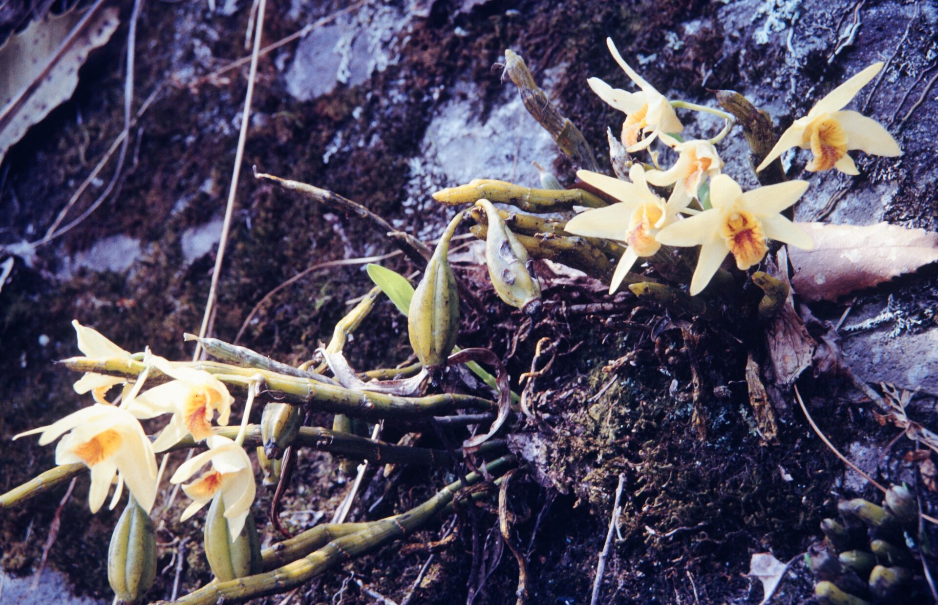 Dendrobium heterocarpum — Orchideaceae