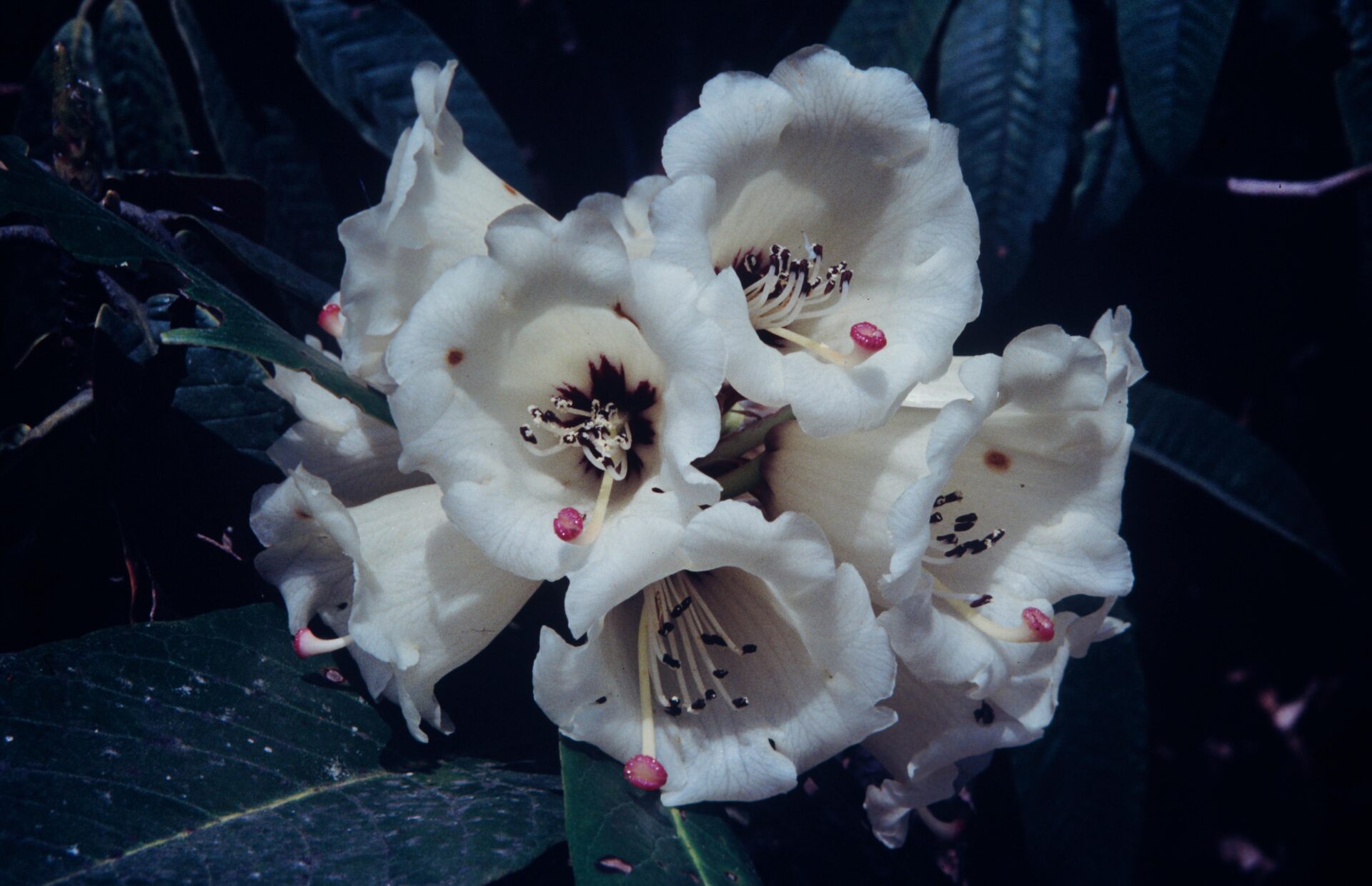 Rhododendron grande — Ericaceae