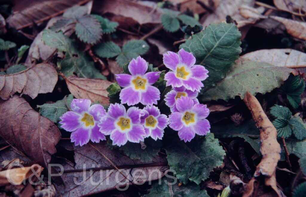Nepal1992 198 P288 ergebnis