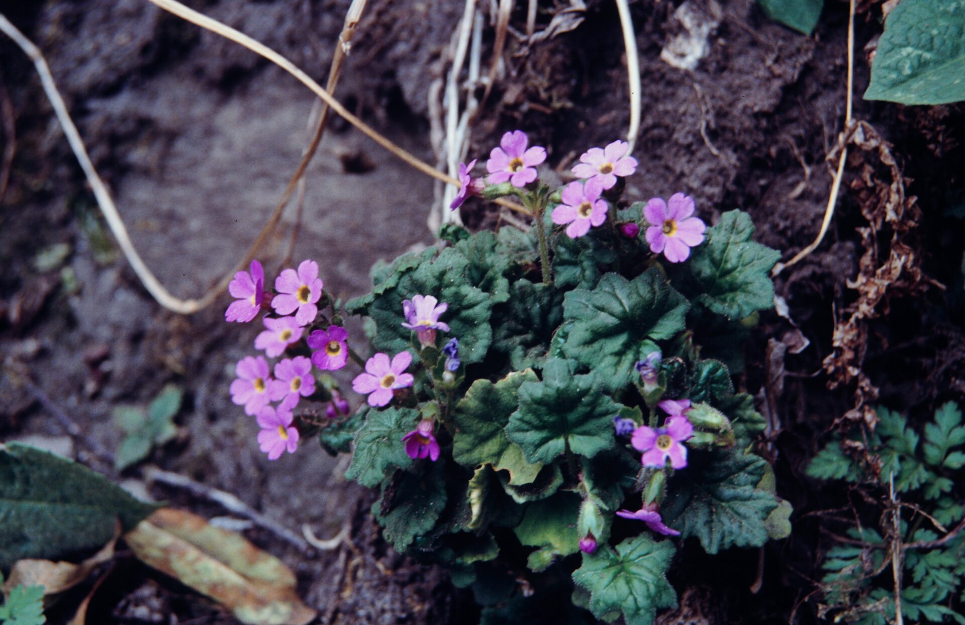Primula listeri — Primulaceae