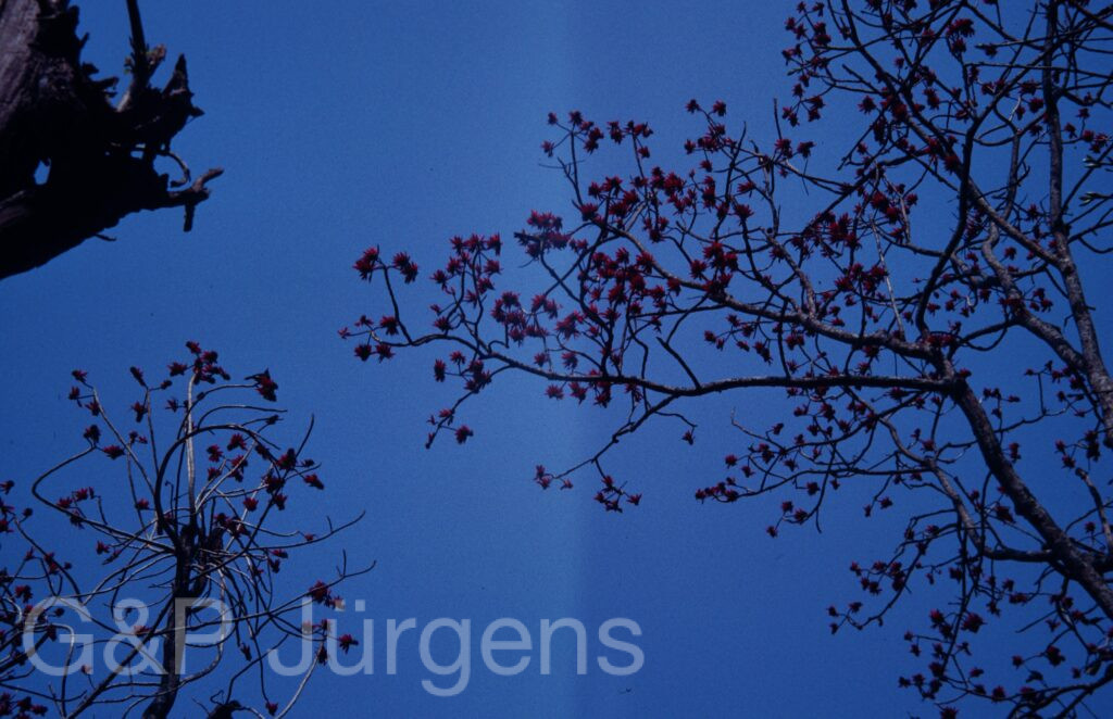 Nepal1992 23 P32 ergebnis