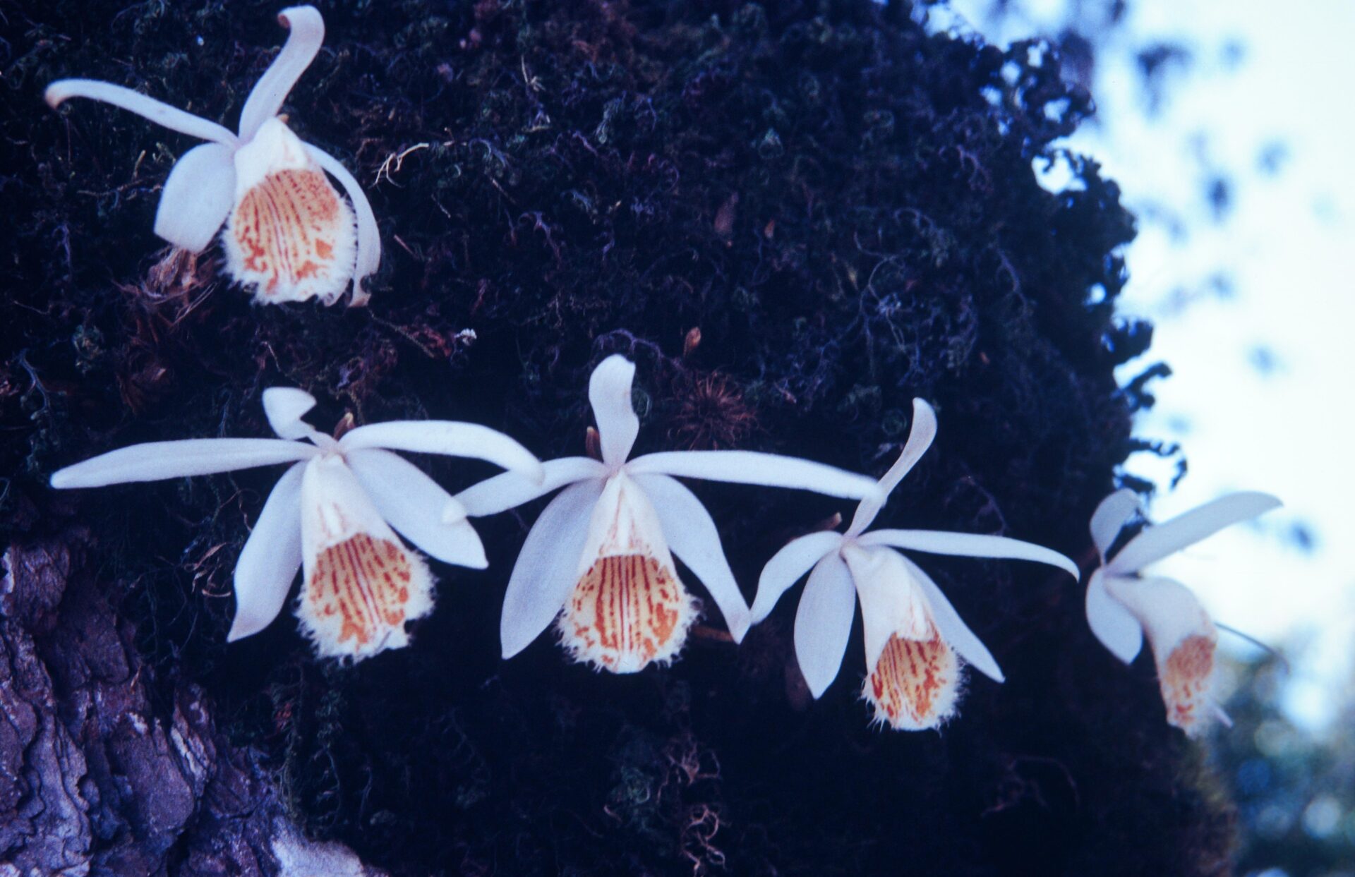 Pleione humilis — Orchideaceae