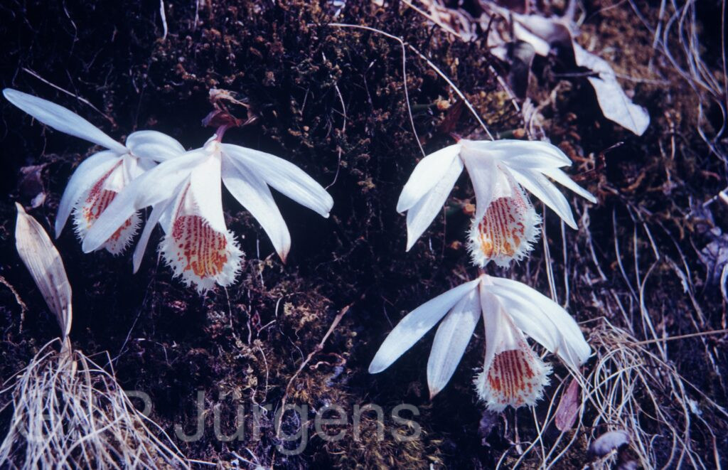 Nepal1992 42 P60 ergebnis