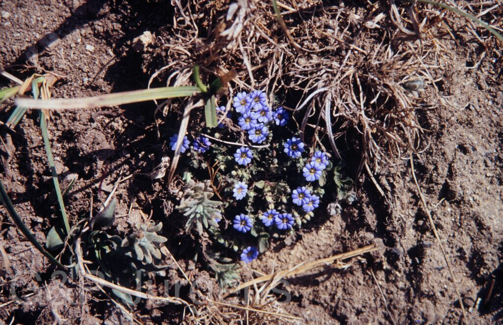Nepal1992 43 W61 ergebnis