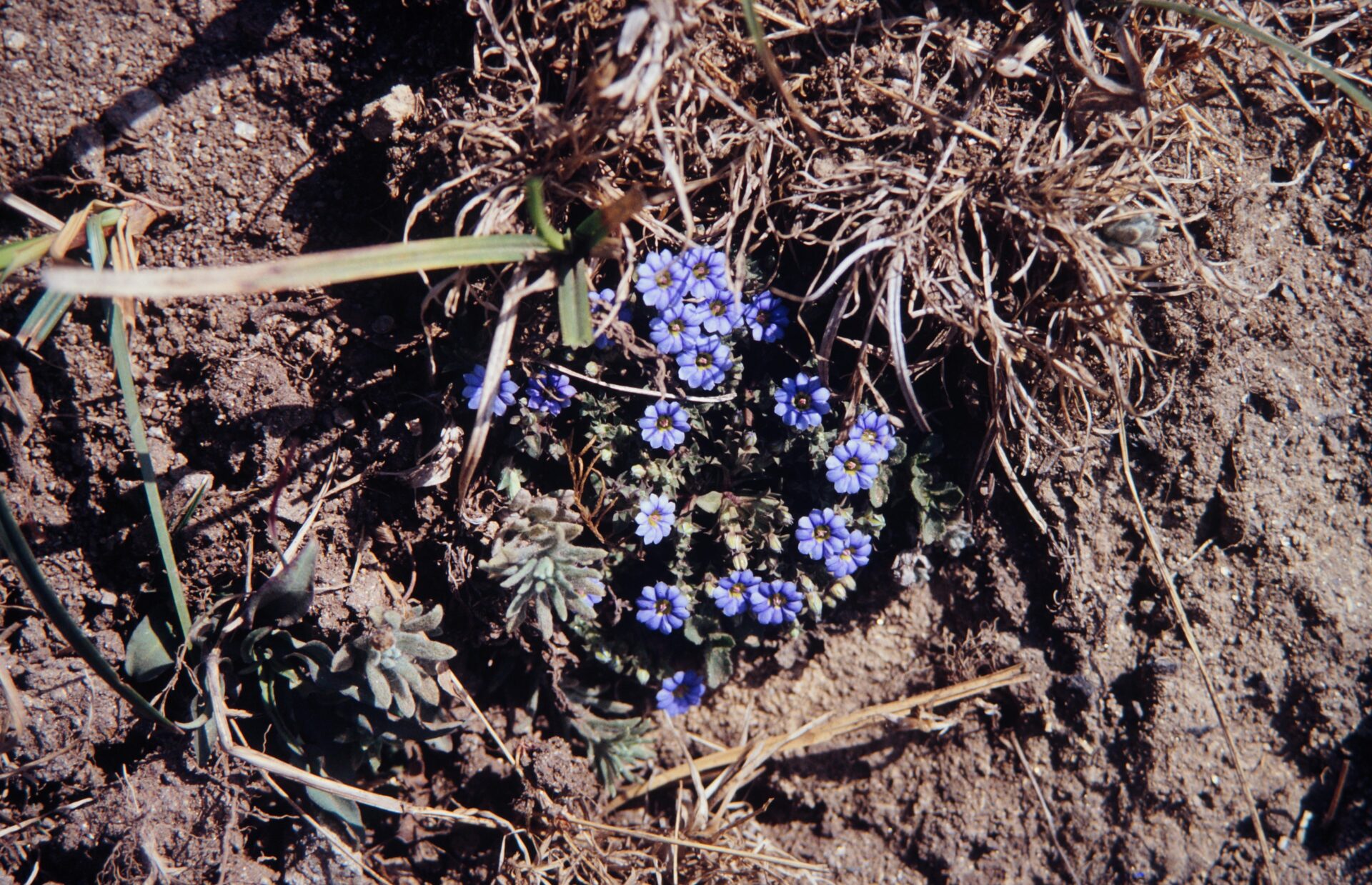 Gentiana pedicellata — Gentianaceae
