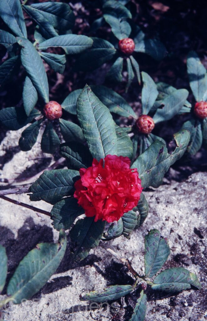 Nepal1992 47 P68 ergebnis