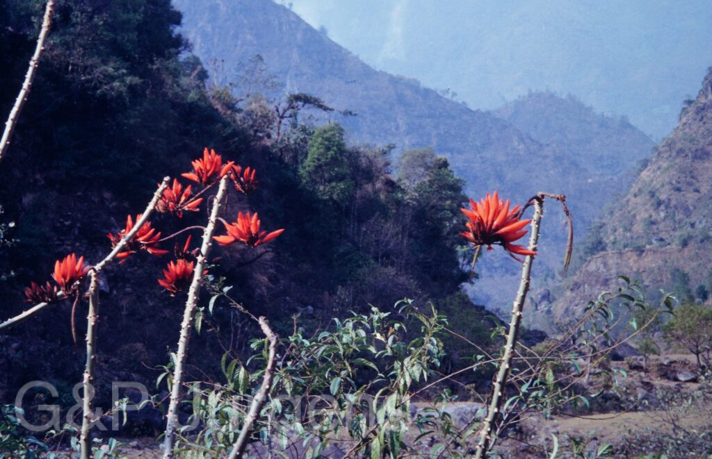 Nepal1992 84 P118 ergebnis