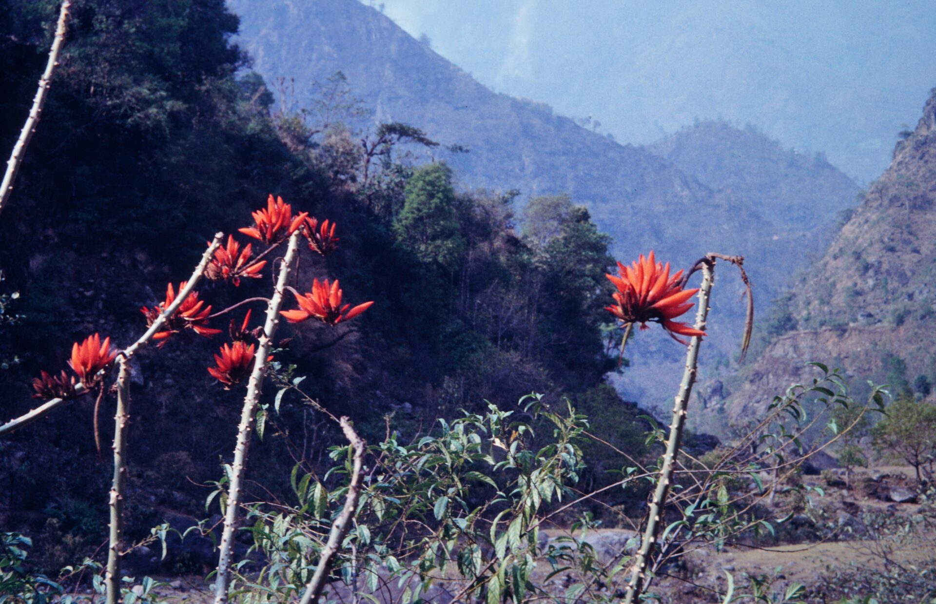 Erythrina stricta — Fabaceae