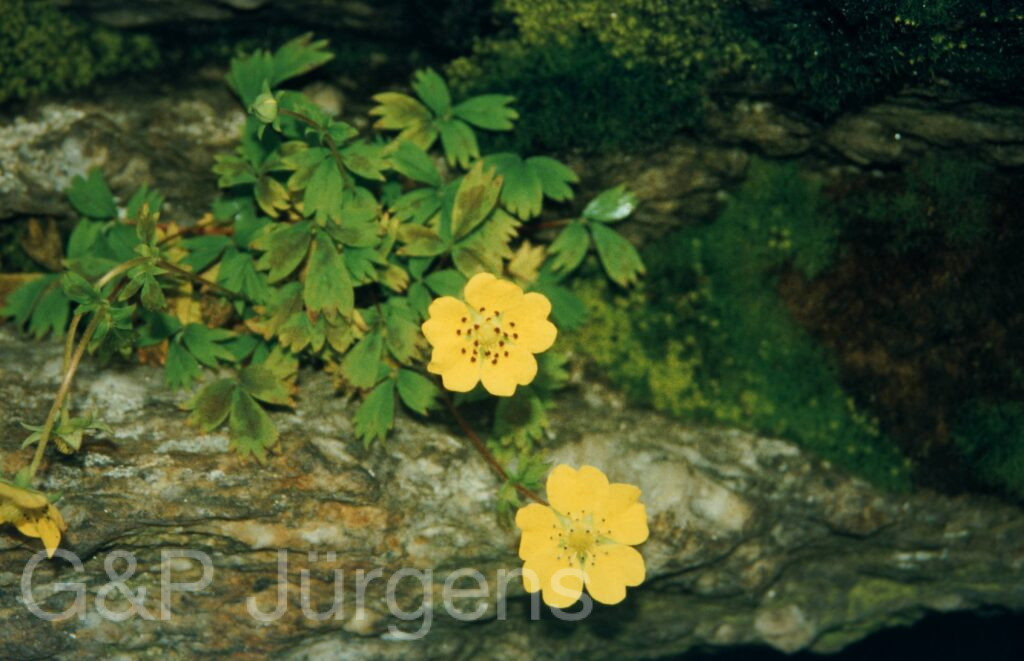 Garw 2005 309 ergebnis