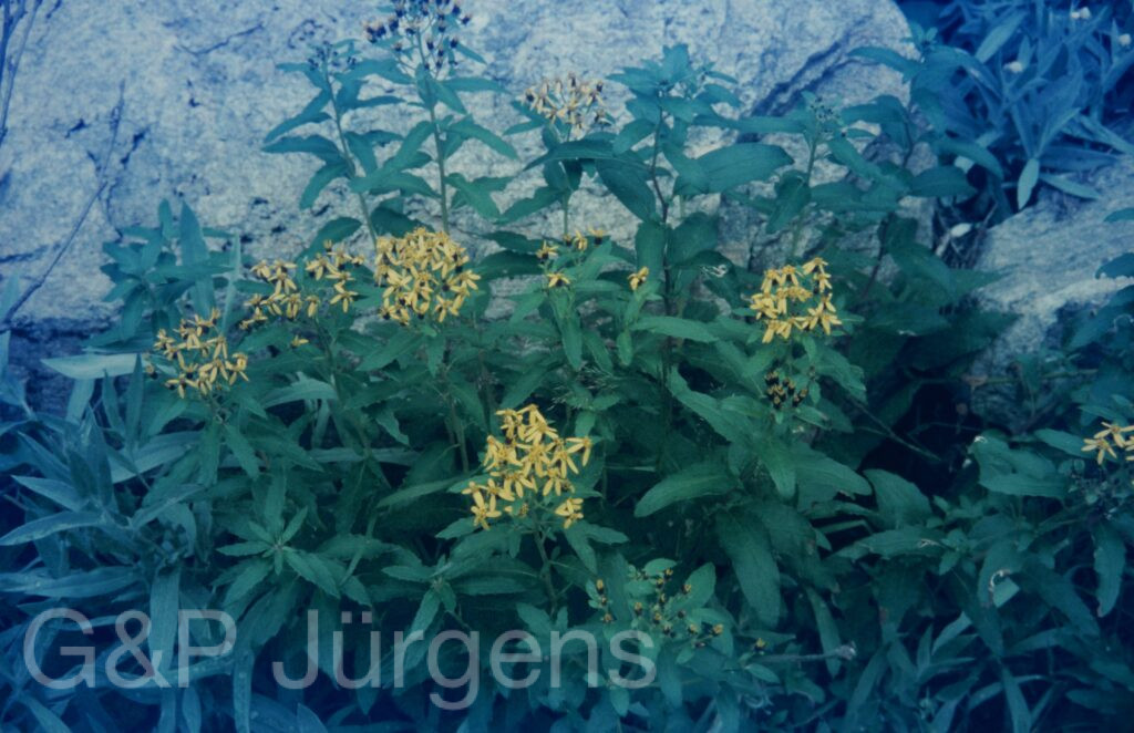 Garw 2005 51 ergebnis ergebnis