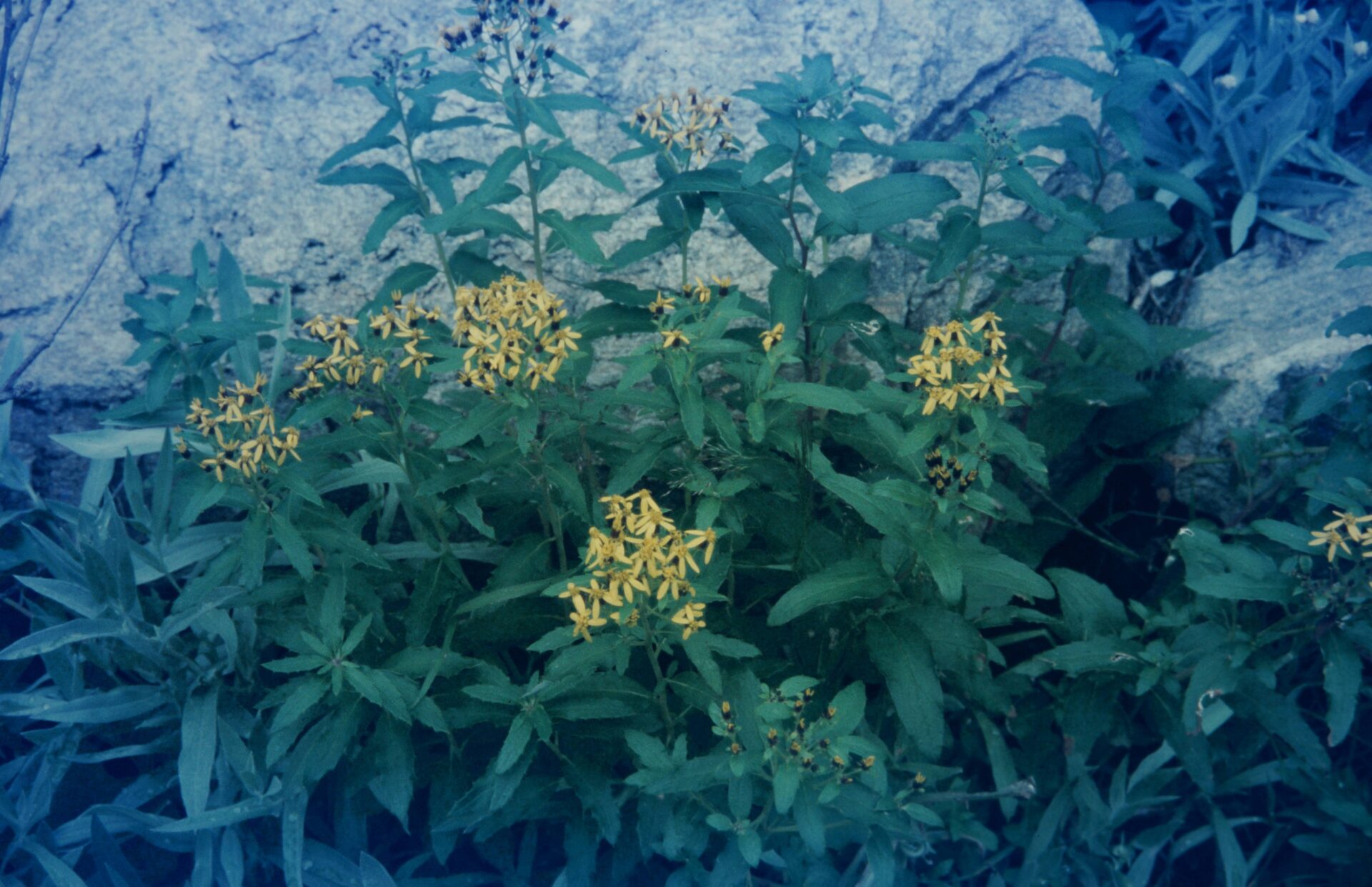 Synotis kunthiana — Asteraceae