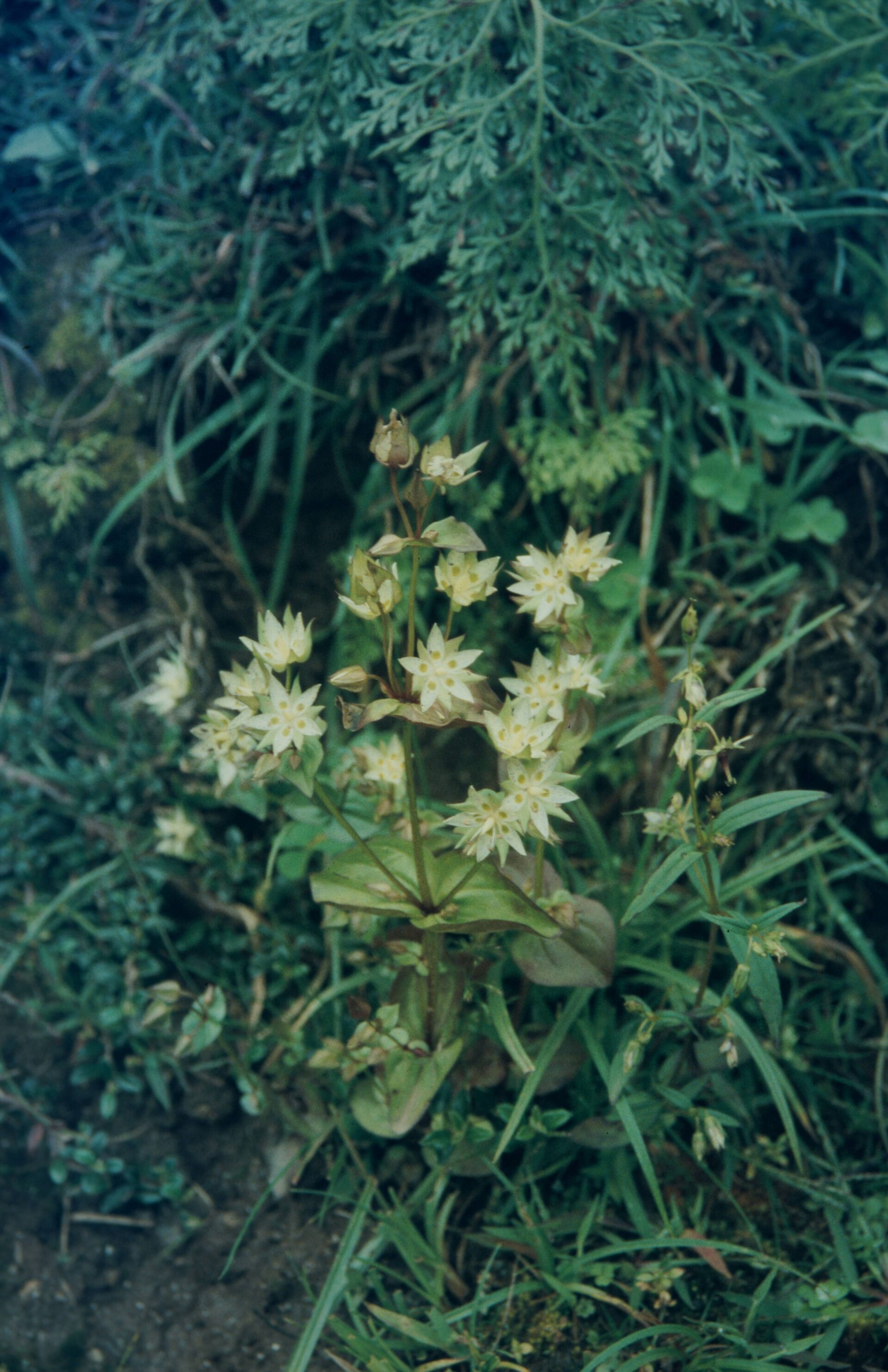 Swertia speciosa — Gentianaceae