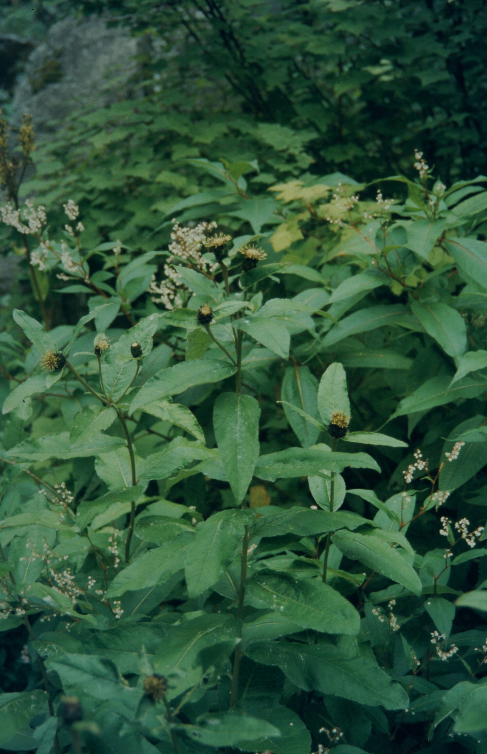 Shangwua denticulata — Asteraceae