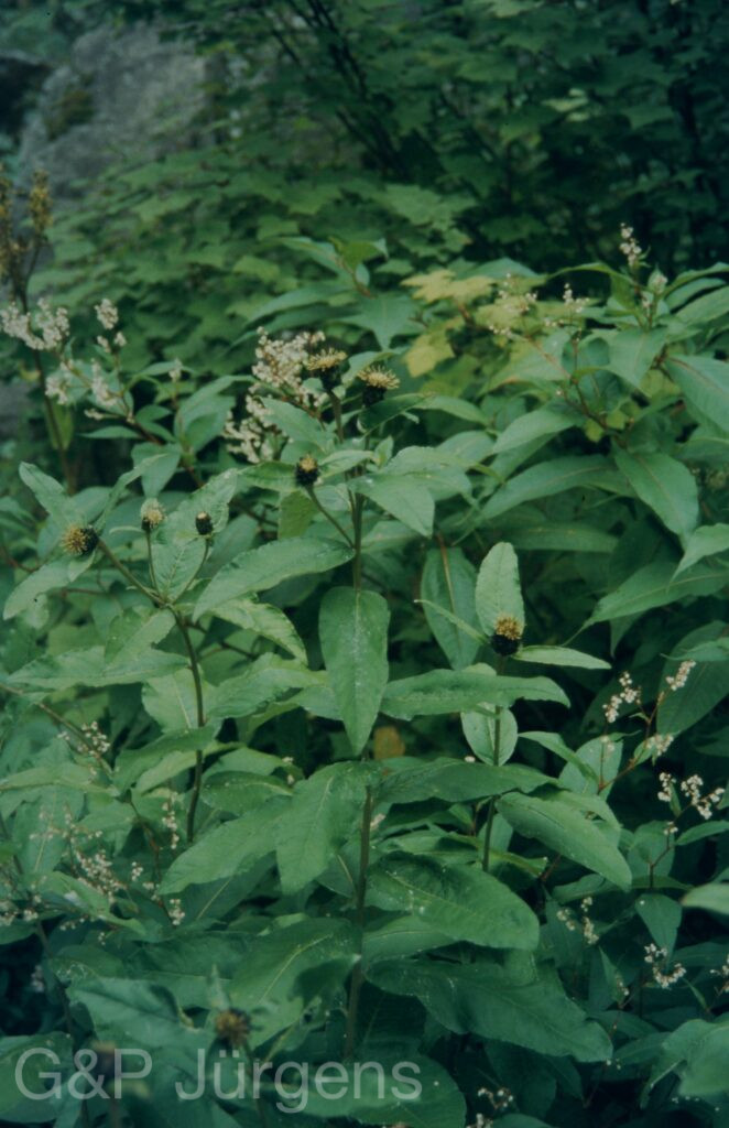 Garw 2005 64 ergebnis ergebnis