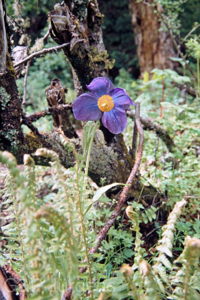 Nepal 99 107 ergebnis