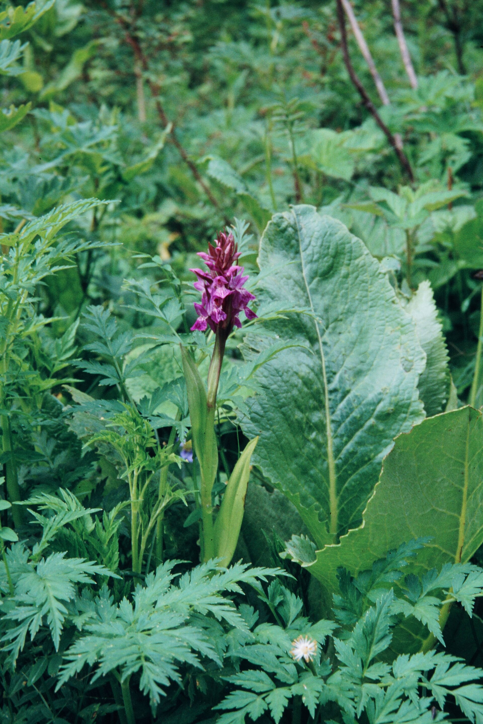 Dactylorhiza hatagirea — Orchideaceae