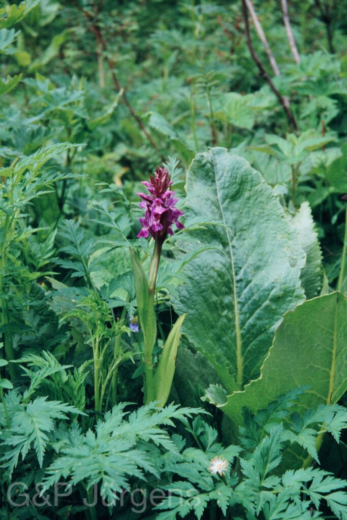 Nepal 99 109 ergebnis