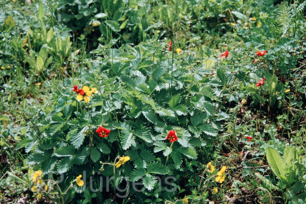Nepal 99 110 ergebnis