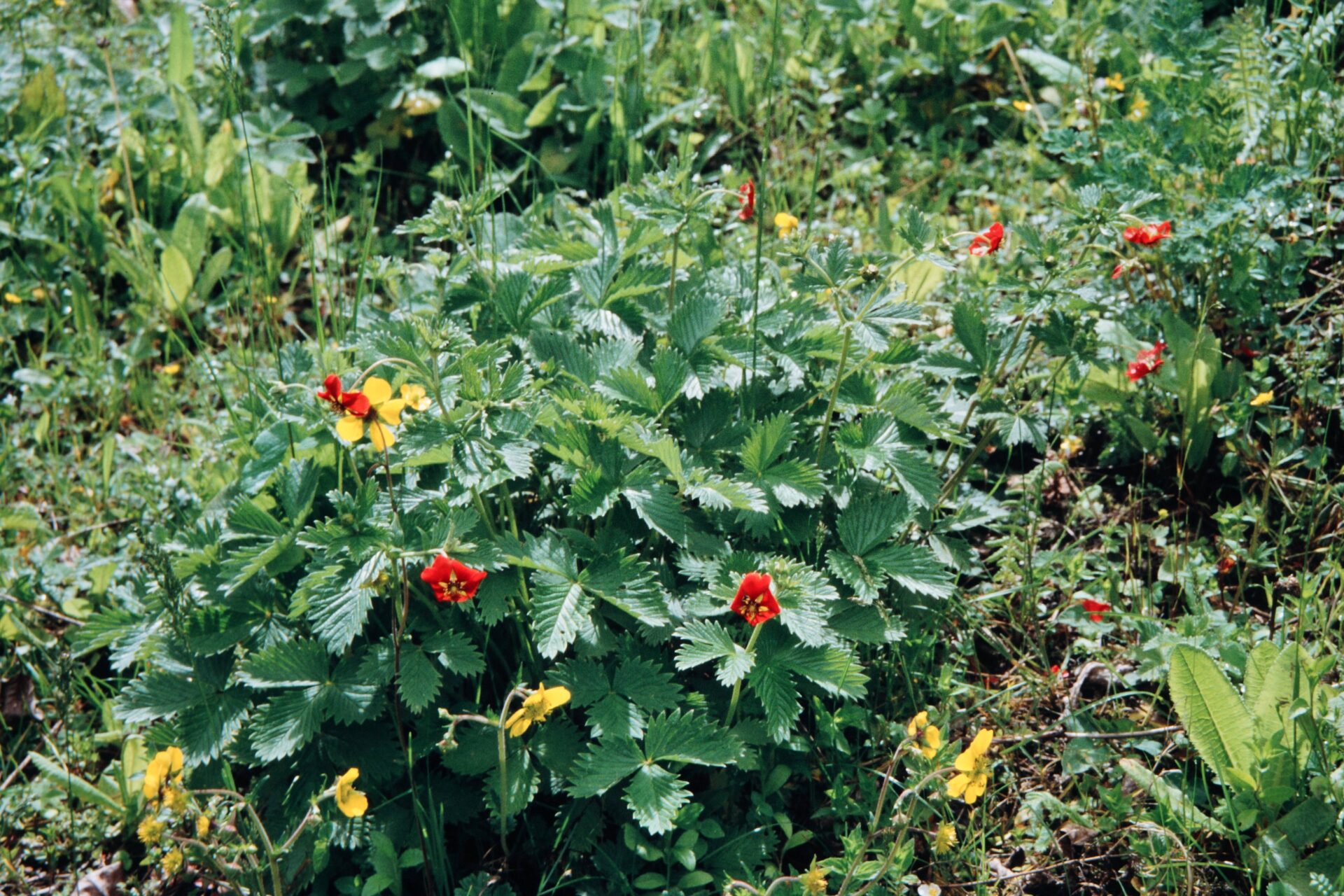 Potentilla atrosanguinea — Rosaceae