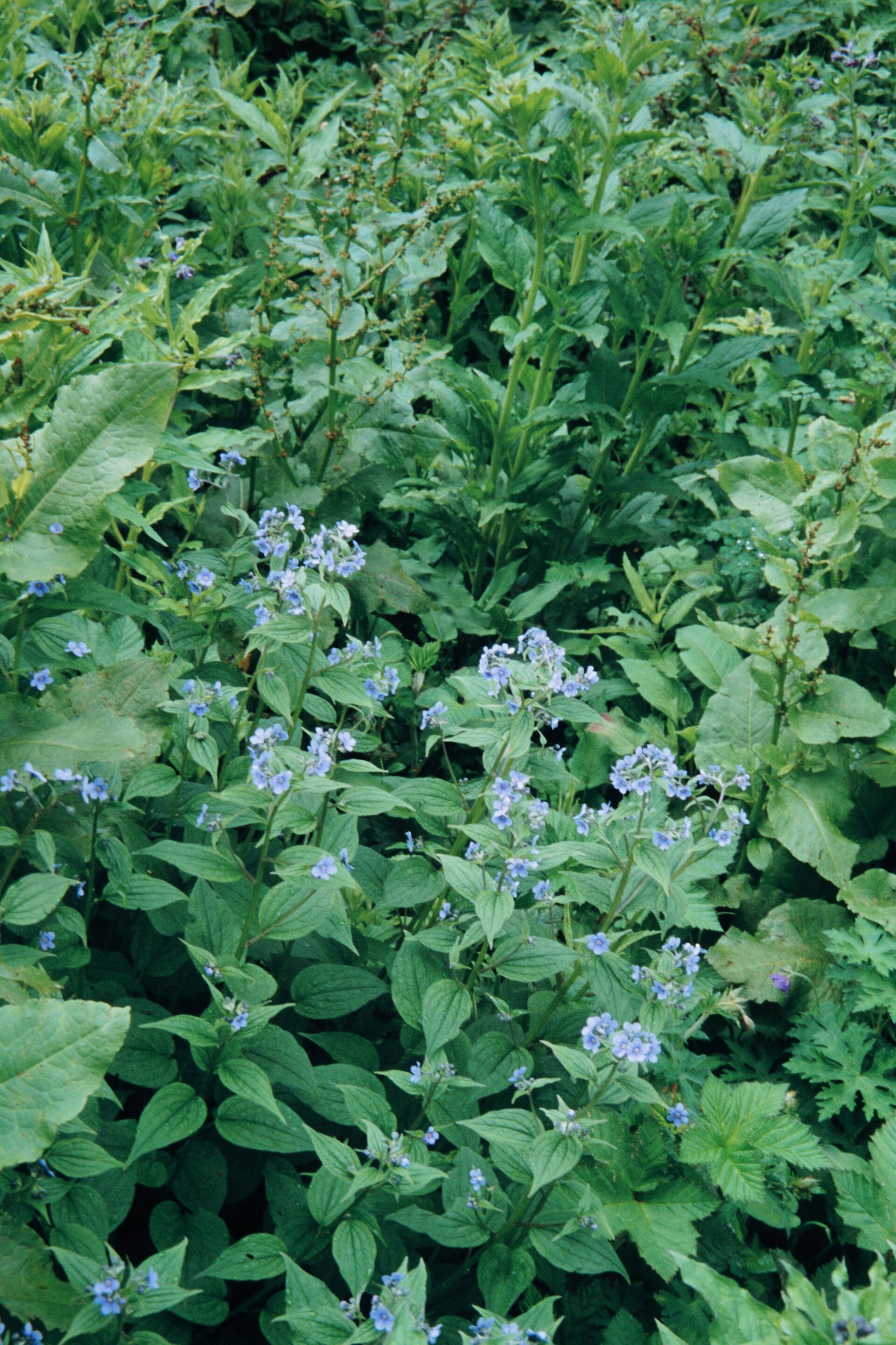 Hackelia uncinata — Boraginaceae