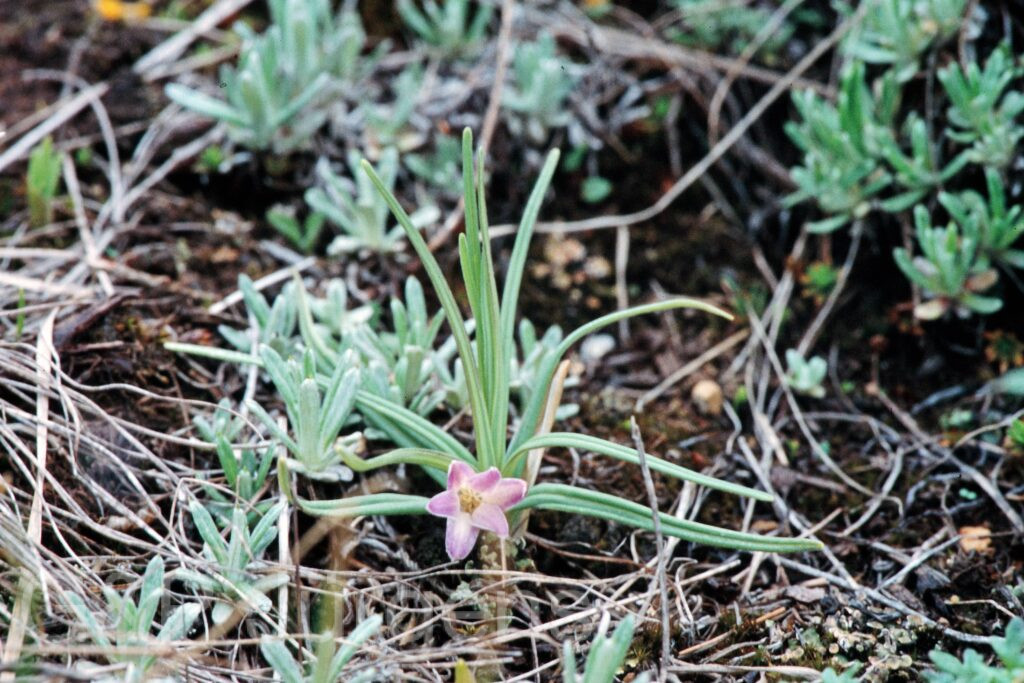 Nepal 99 117 ergebnis
