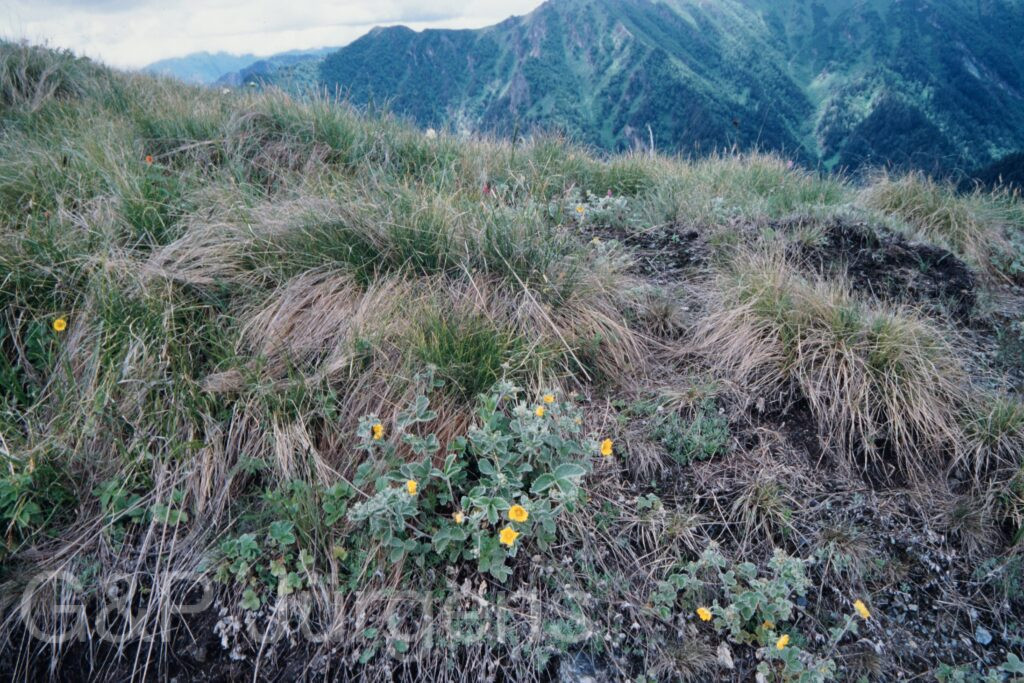 Nepal 99 128 ergebnis