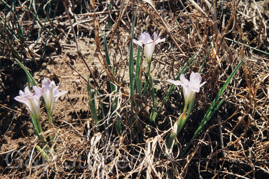 Nepal 99 13 ergebnis