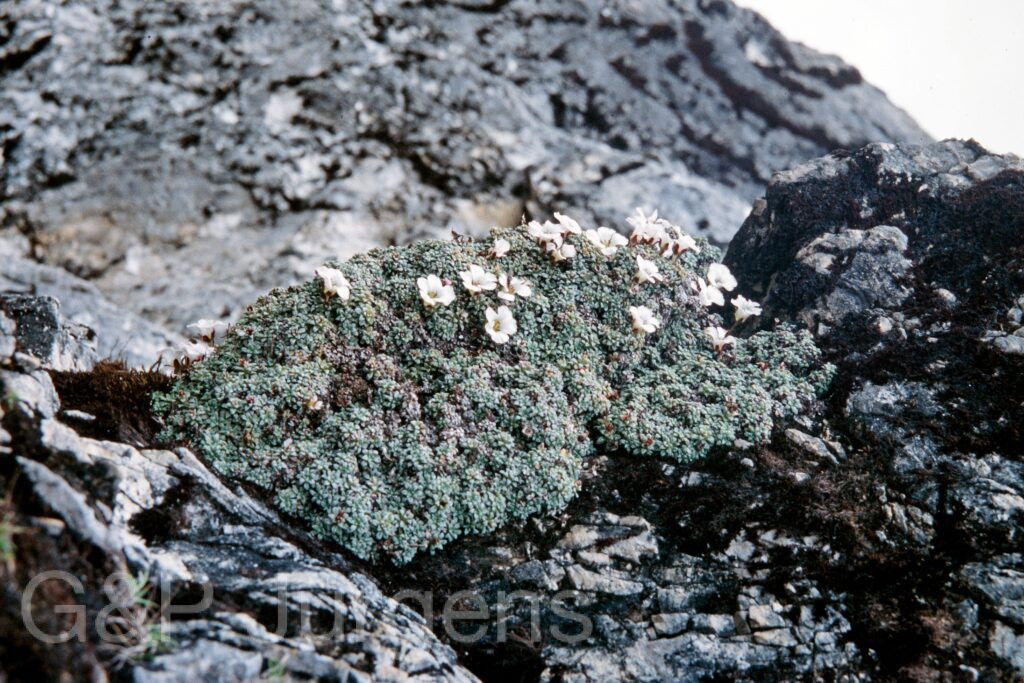 Nepal 99 144 ergebnis