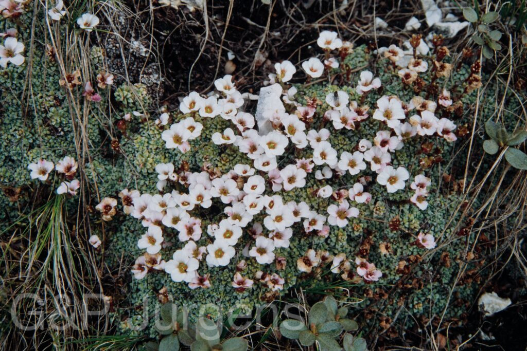 Nepal 99 145 ergebnis