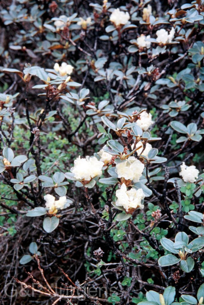 Nepal 99 146 ergebnis