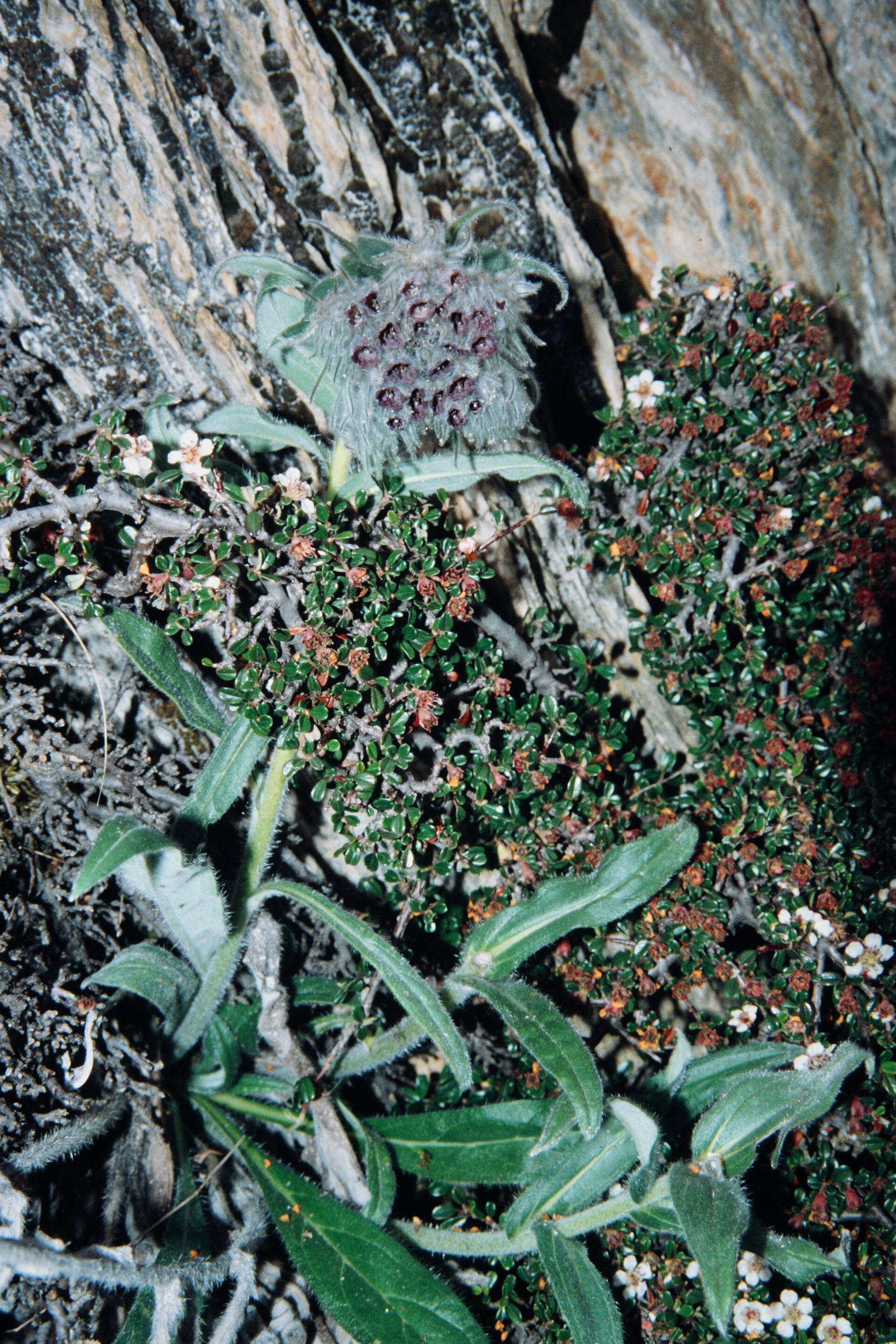 Cotoneaster adpressus — Rosaceae