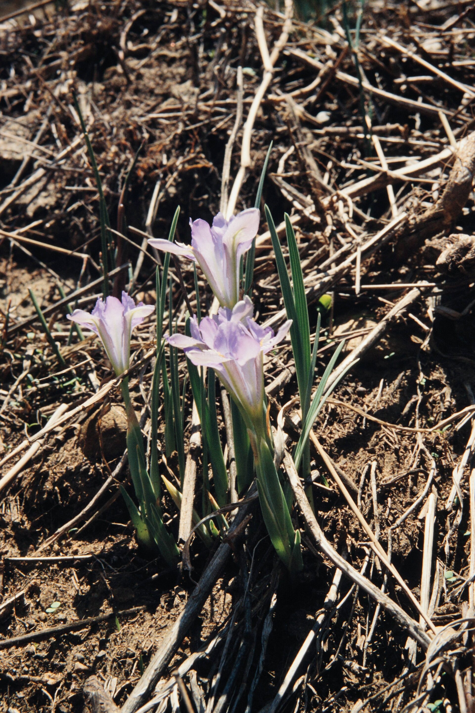 Iris decora — Iridaceae
