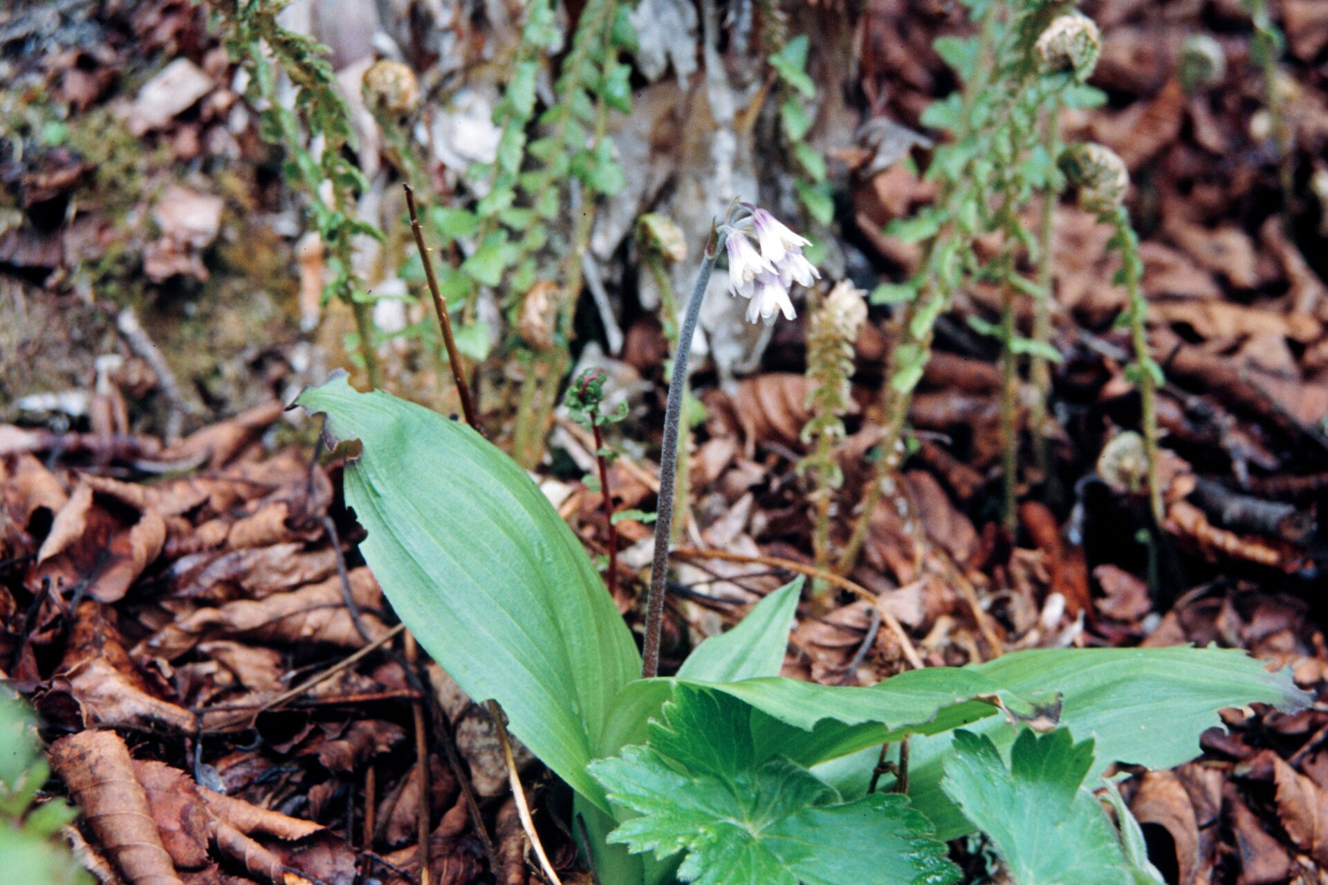 Clintonia udensis — Liliaceae