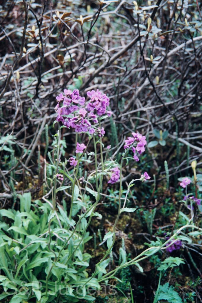 Nepal 99 155 ergebnis