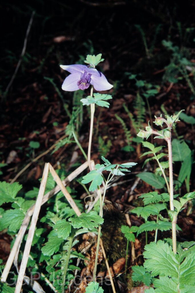 Nepal 99 156 ergebnis