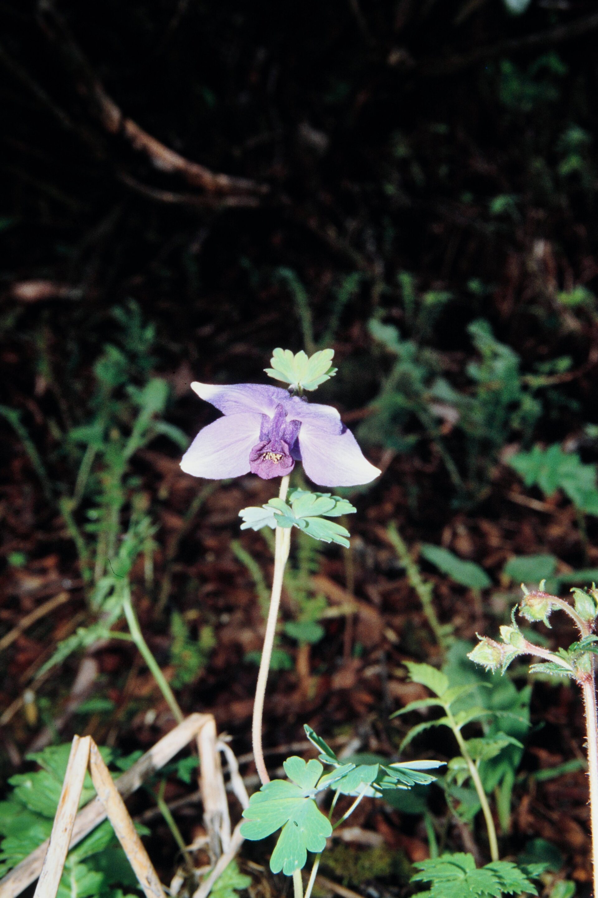 Aquilegia nivalis — Ranunculaceae