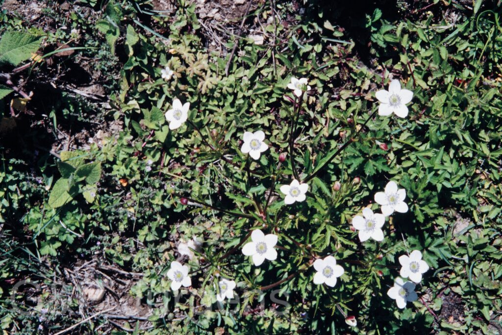 Nepal 99 169 ergebnis