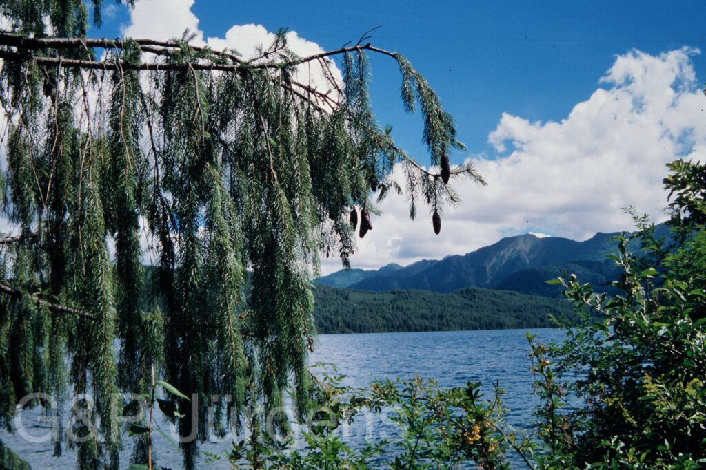 Nepal 99 189 ergebnis
