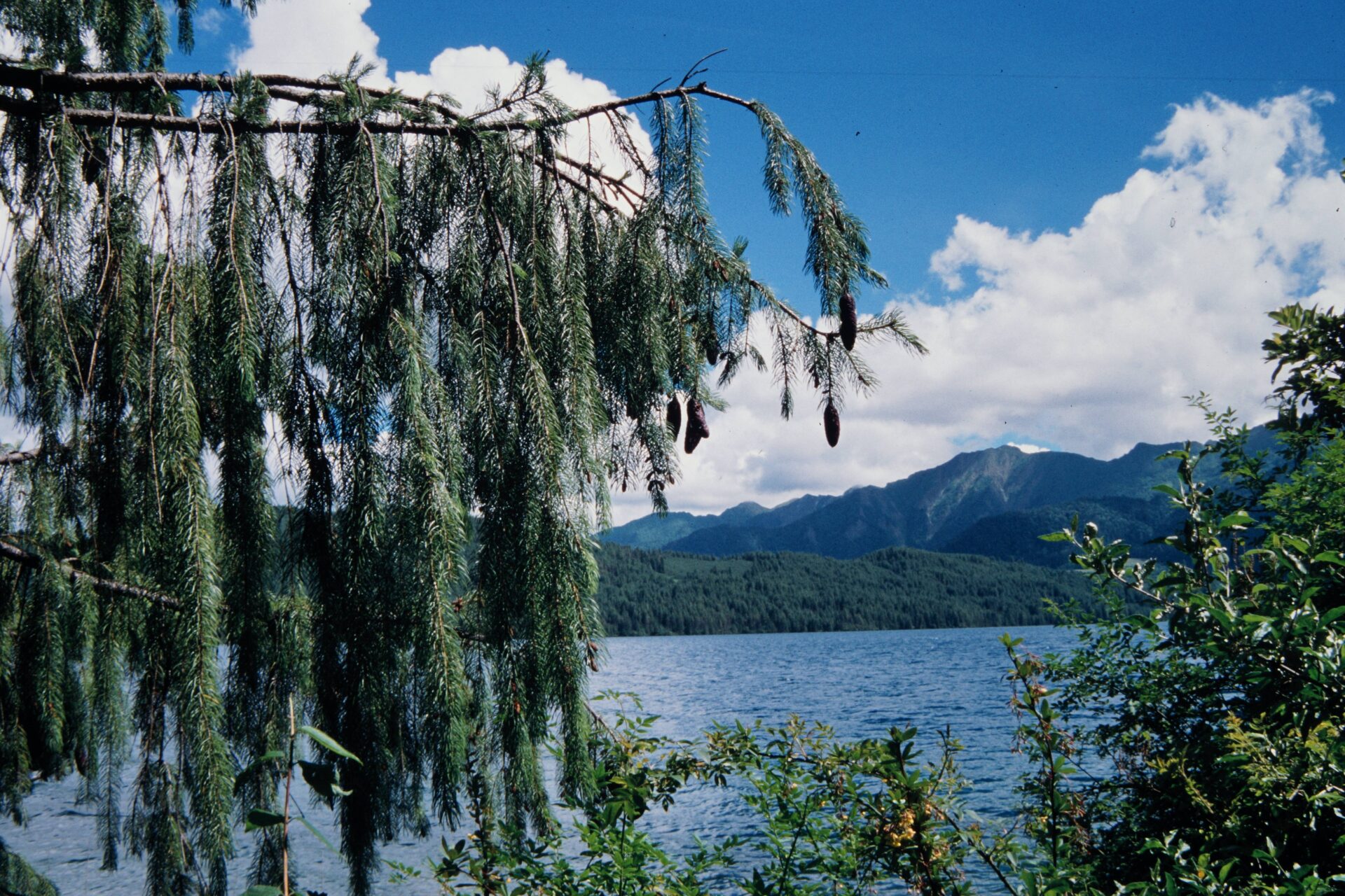 Picea smithiana — Pinaceae