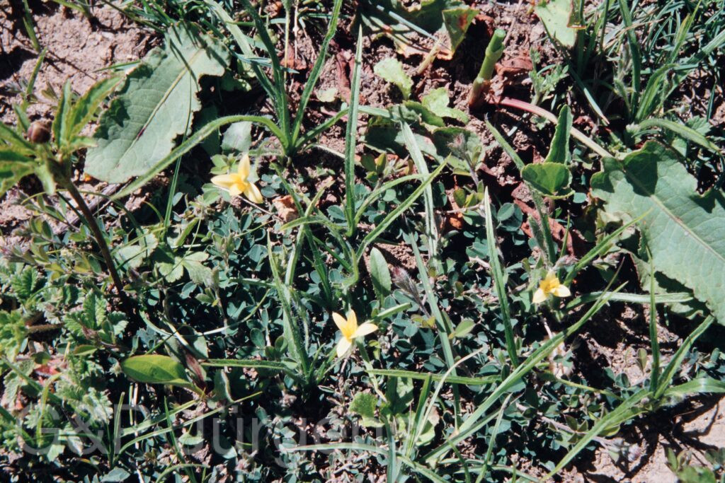 Nepal 99 198 ergebnis
