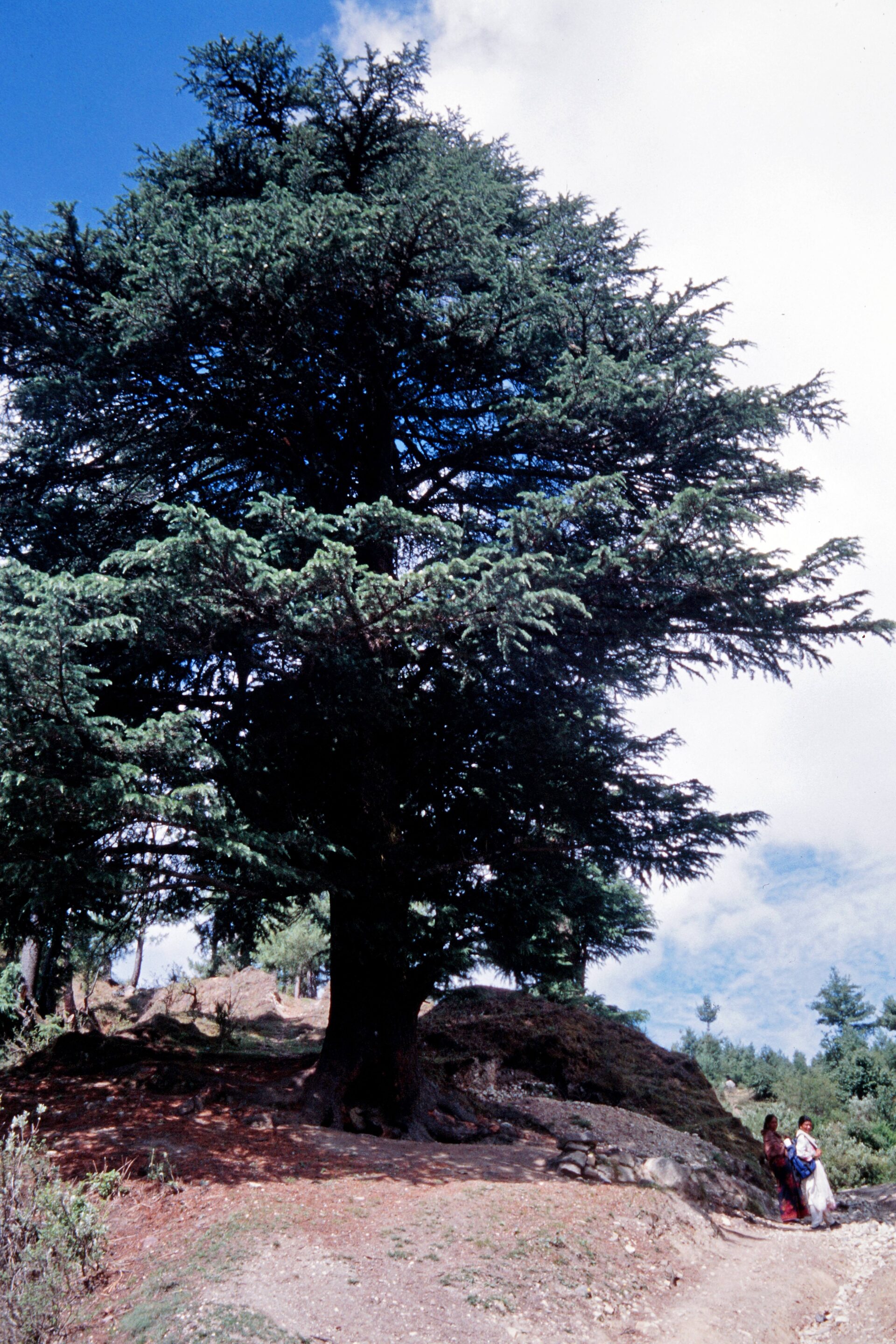 Cedrus deodara — Pinaceae