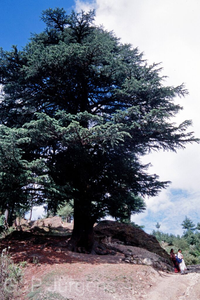 Nepal 99 203 ergebnis