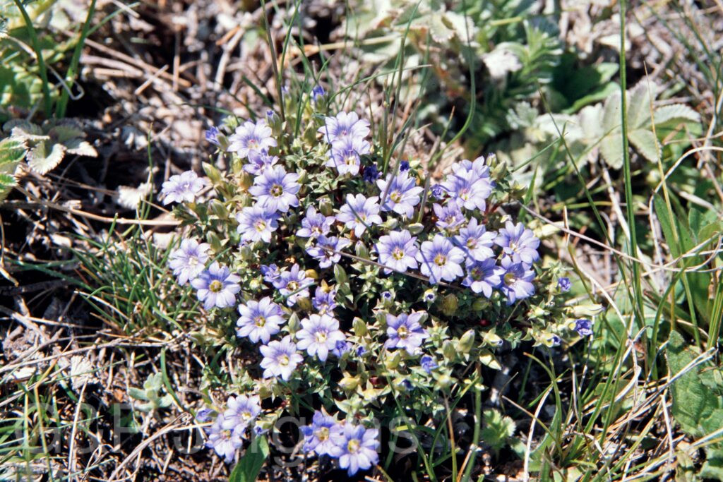Nepal 99 227 ergebnis