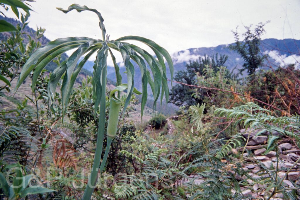 Nepal 99 234 ergebnis