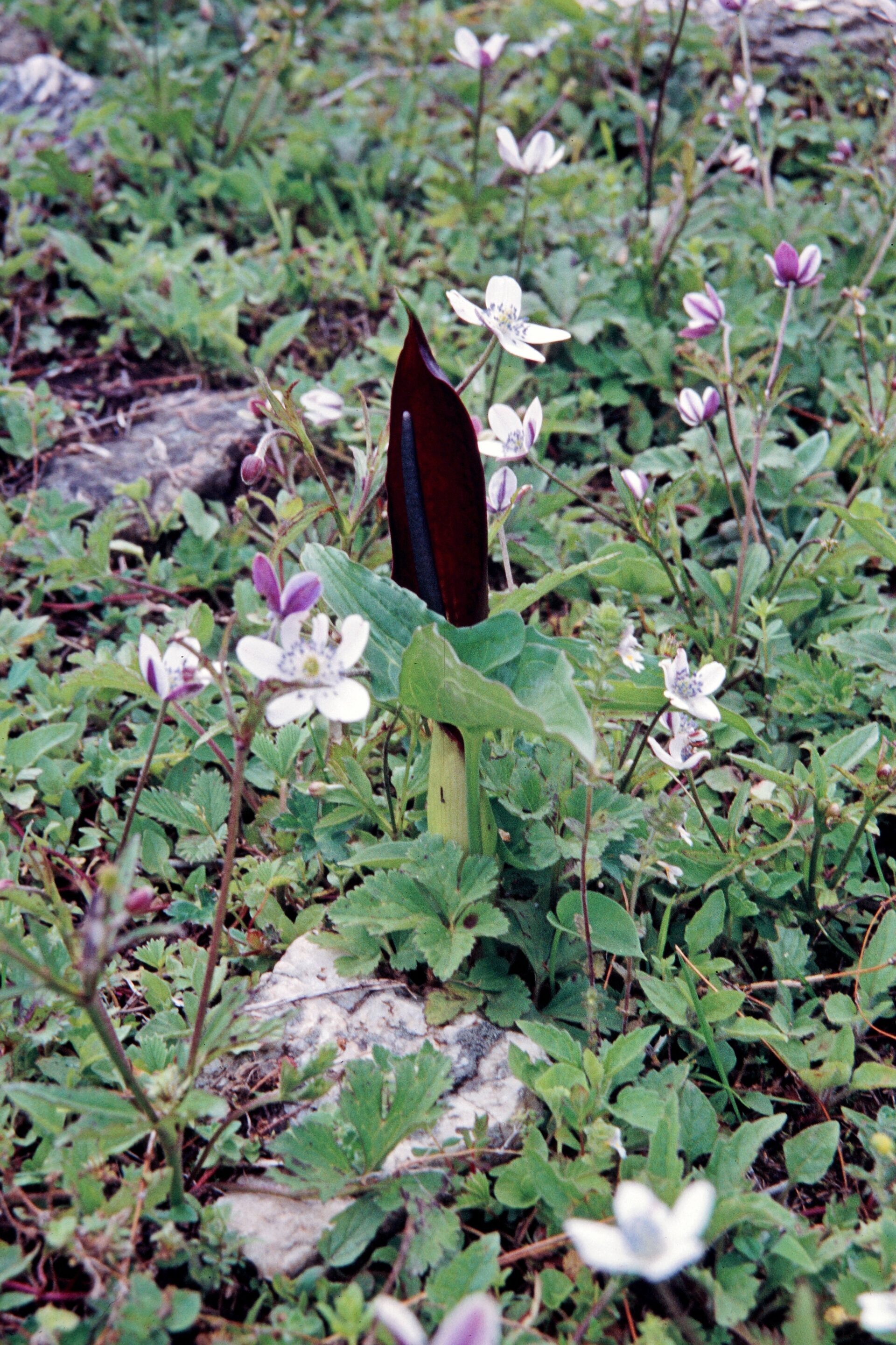 Sauromatum diversifolium — Araceae